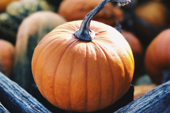 Best Pumpkin Patches to Visit in New Jersey This Fall