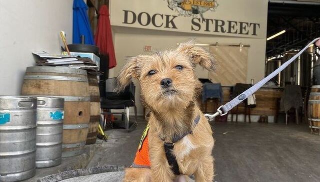 Dock Street Brewing Co. Unleashes: 