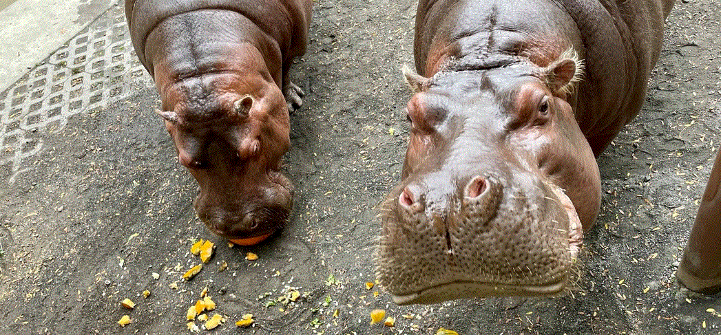 Video of Philadelphia Zoo's Two Hippos Eating Pumpkins