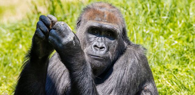 Spring Has Sprung at Philadelphia Zoo: New Gorilla, Baby Animals, and More!